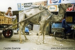 CB-Pakistan-1049